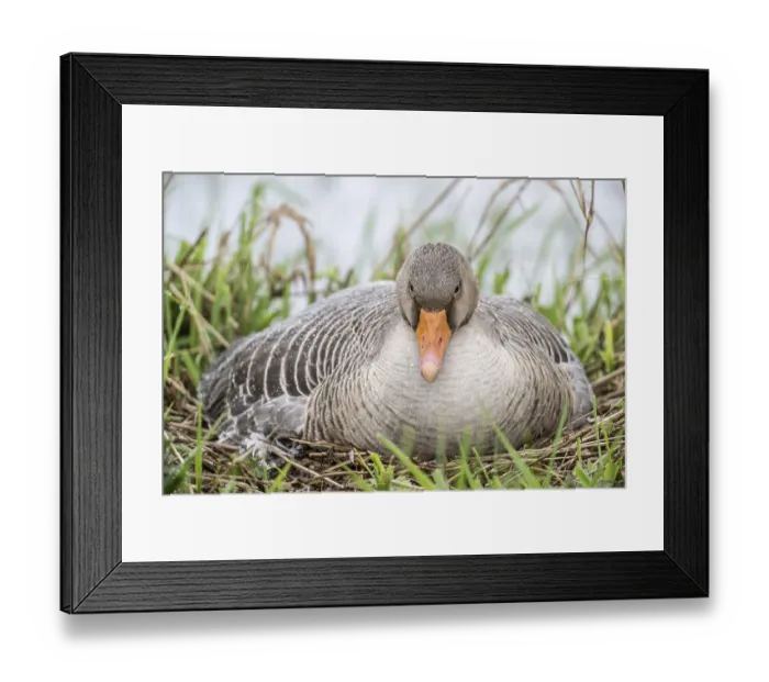 Framed Print : Greylag goose (Anser anser) on the nest
