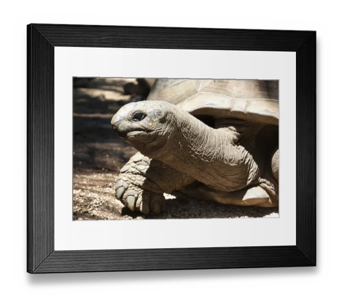 Framed Print : Close-up of head and long neck of Aldabra giant tortoise (Aldabrachelys gigantea) Framed Print : Close-up of head and long neck of Aldabra giant tortoise (Aldabrachelys gigantea)