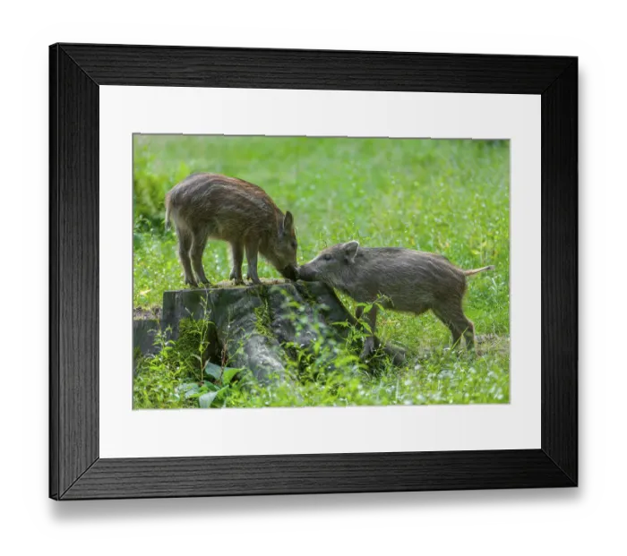 Framed Print : Wild boar, wild boar (Sus scrofa) Framed Print : Wild boar, wild boar (Sus scrofa)