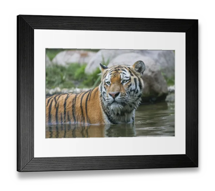 Framed Print : Siberian tiger (Panthera tigris altaica) standing in the water