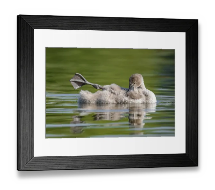 Framed Print : Mute swan (Cygnus olor) young bird swimming on a pond