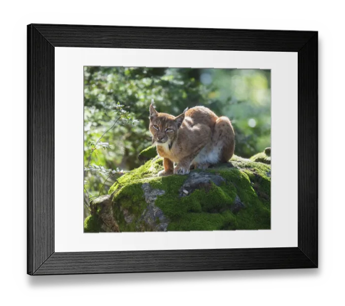 Framed Print : Eurasian lynx (Lynx lynx) lying on a moss-covered rock in the forest and looking attentively Framed Print : Eurasian lynx (Lynx lynx) lying on a moss-covered rock in the forest and looking attentively