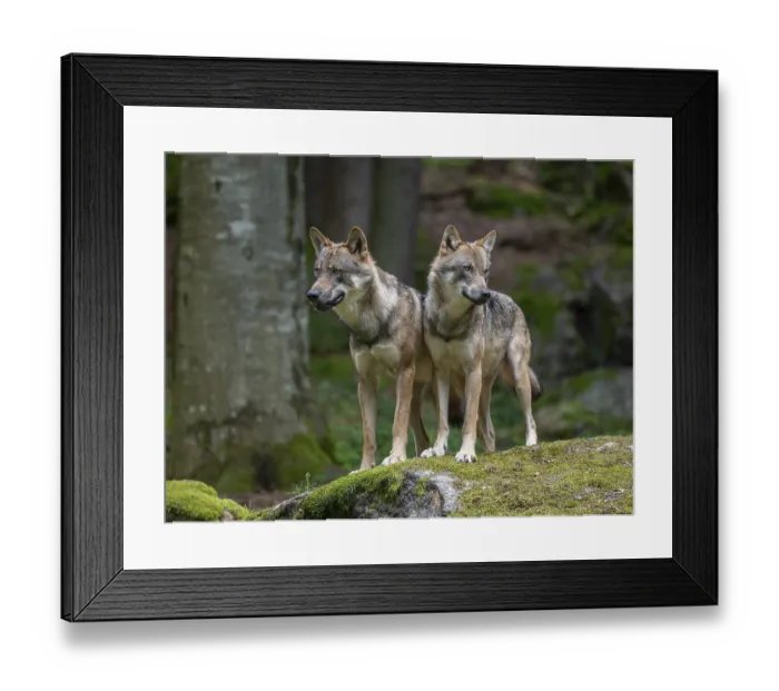 Framed Print : Wolves (Canis lupus) stand on a moss-covered rock and look attentively Framed Print : Wolves (Canis lupus) stand on a moss-covered rock and look attentively