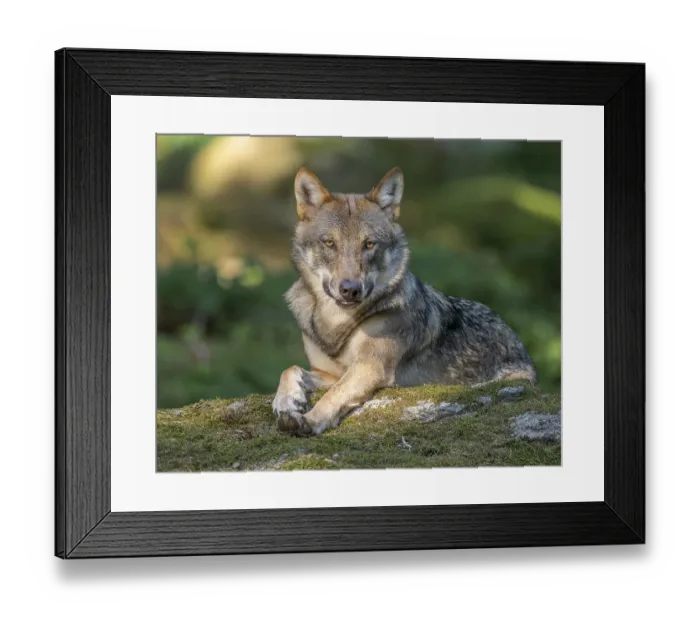 Framed Print : Wolf (Canis lupus) lying on a moss-covered rock and looking attentively