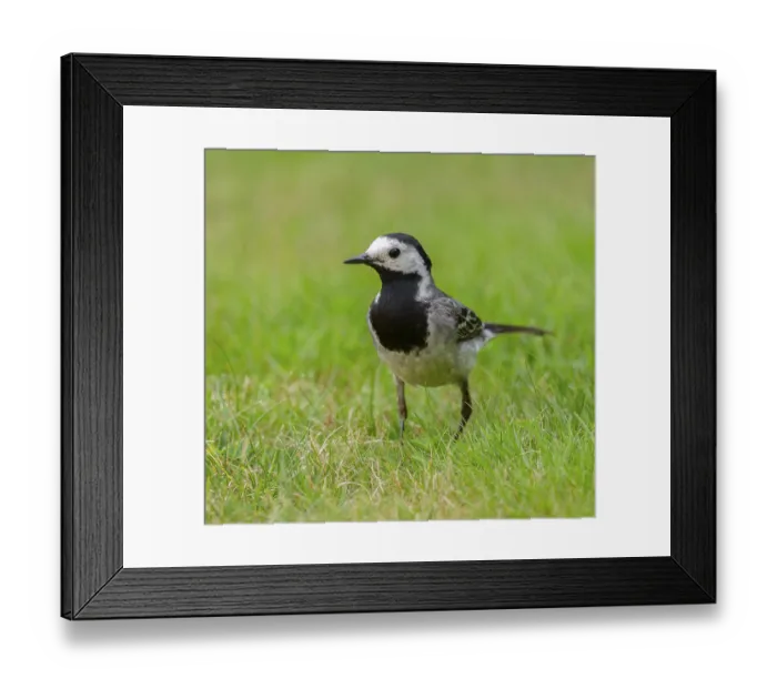 Framed Print : White wagtail (Motacilla alba) foraging on a lawn in a garden