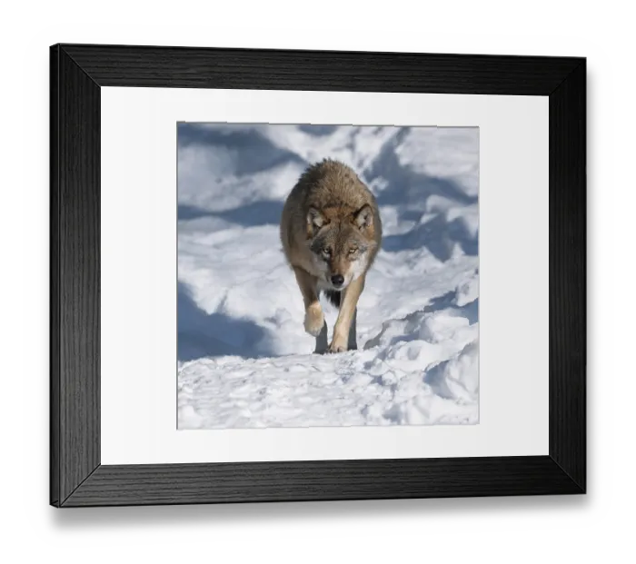 Framed Print : Wolf (Canis lupus) running through its territory in the snow