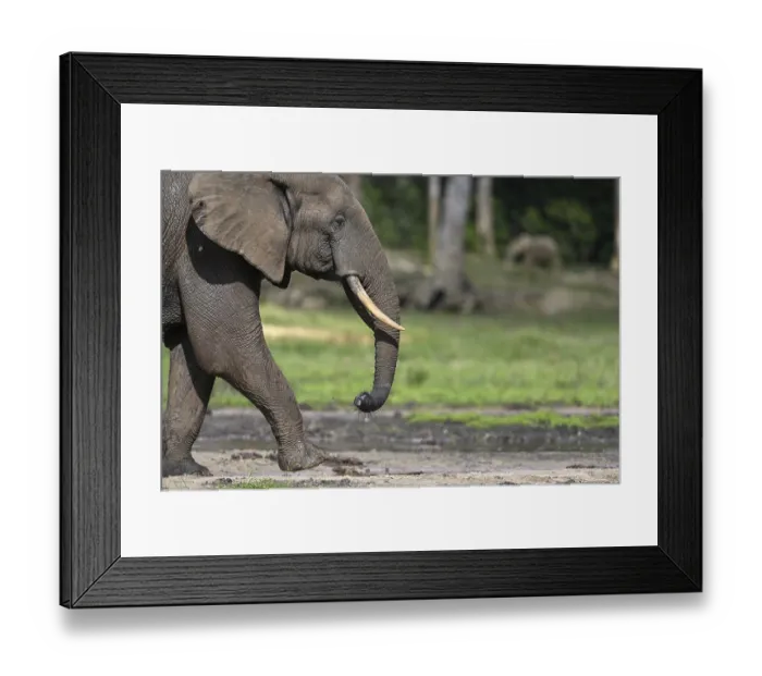 Framed Print : African forest elephant (Loxodonta cyclotis) in the Dzanga Bai forest clearing