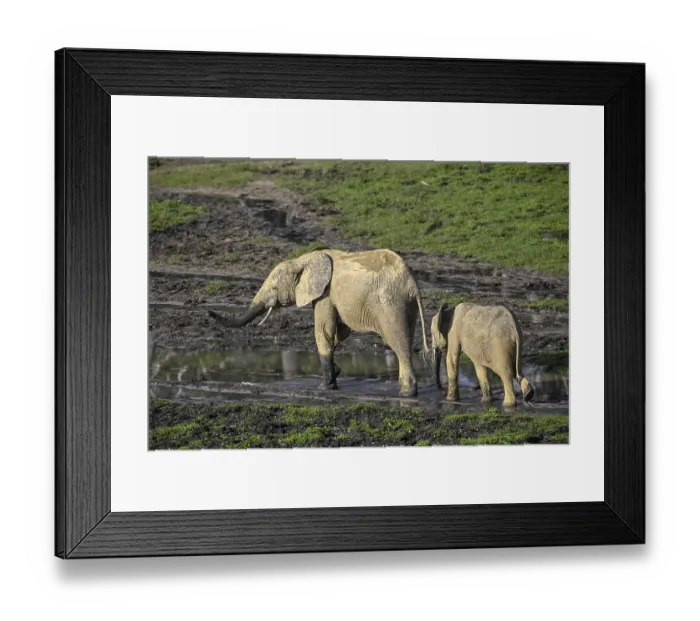 Framed Print : African forest elephants (Loxodonta cyclotis) in the Dzanga Bai forest clearing