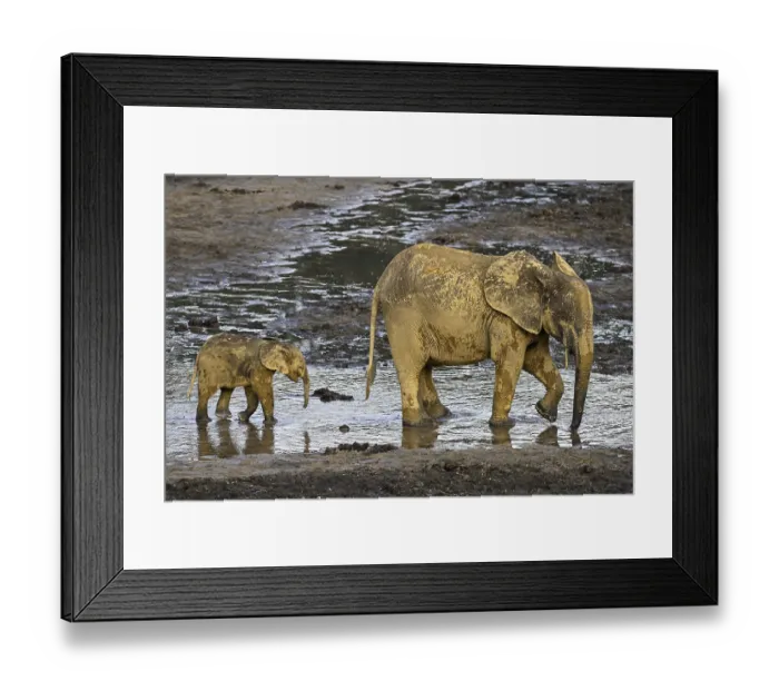 Framed Print : African forest elephants (Loxodonta cyclotis) in the Dzanga Bai forest clearing