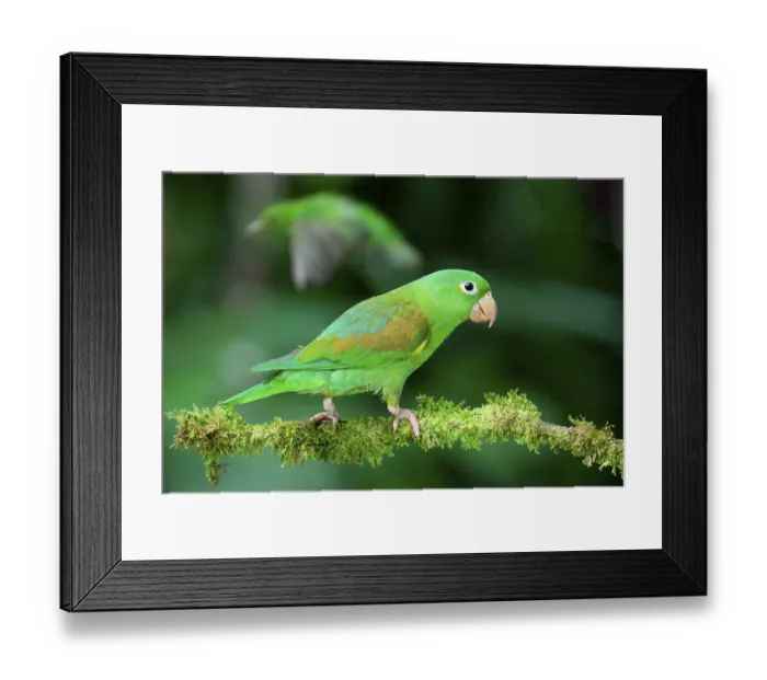 Framed Print : Orange-chinned Parakeet (Brotogeris jugularis) sitting on a branch