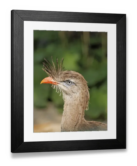 Framed Print : Red-legged Seriema or Crested Cariama (Cariama cristata) Framed Print : Red-legged Seriema or Crested Cariama (Cariama cristata)