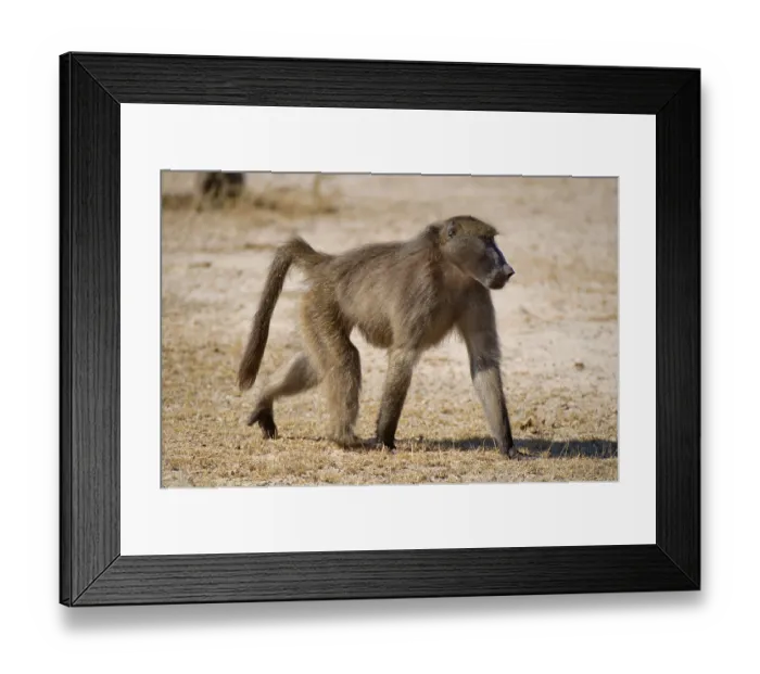 Framed Print : Chacma Baboon or Cape Baboon (Papio ursinus)