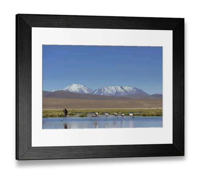 Framed Print : Chilean Flamingos (Phoenicopterus chilensis) at a lake in the highlands Framed Print : Chilean Flamingos (Phoenicopterus chilensis) at a lake in the highlands