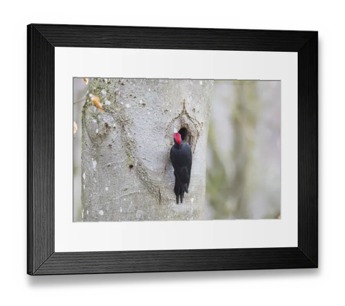 Framed Print : Black woodpecker (Dryocopus martius) ml Germany Framed Print : Black woodpecker (Dryocopus martius) ml Germany