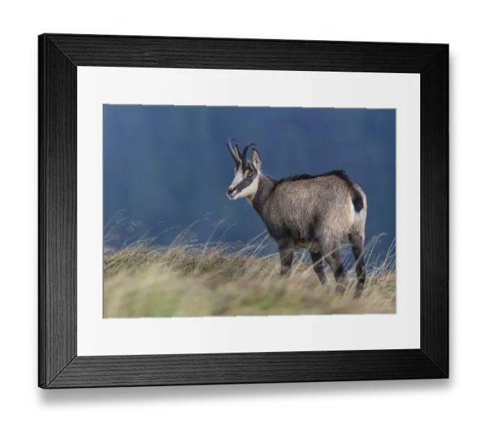 Framed Print : Chamois (Rupicapra rupicapra) in mountain meadow