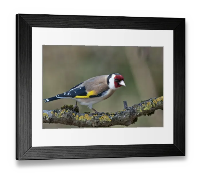 Framed Print : European Goldfinch or Goldfinch (Carduelis carduelis)