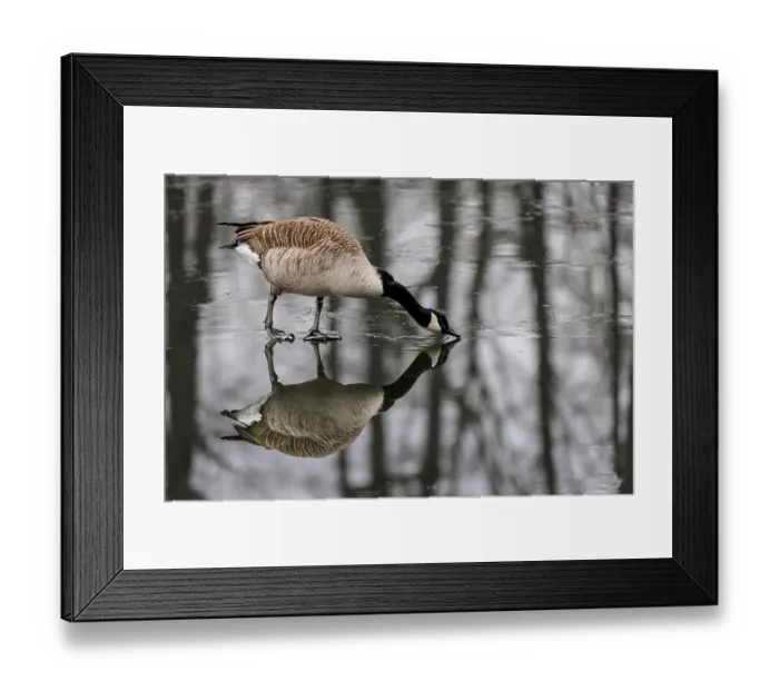 Framed Print : Canada goose (Branta canadensis) on a frozen lake