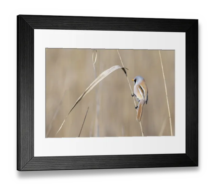 Framed Print : Bearded reedling (Panurus biarmicus)