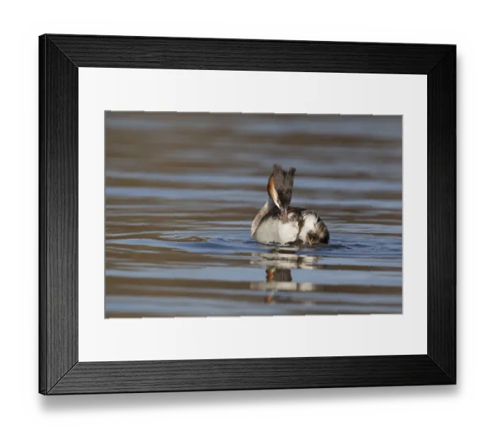 Framed Print : Great crested grebe (Podiceps cristatus) adult bird preening its feathers on a river