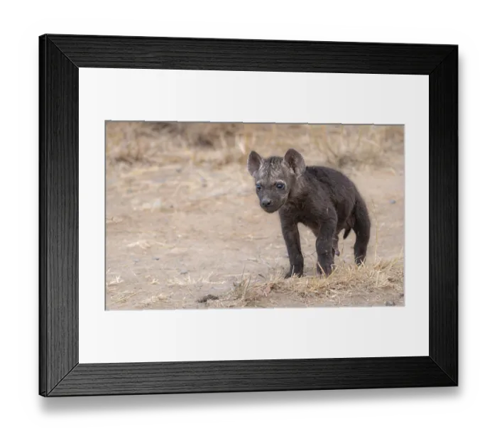 Framed Print : Spotted hyenas (Crocuta crocuta) Framed Print : Spotted hyenas (Crocuta crocuta)