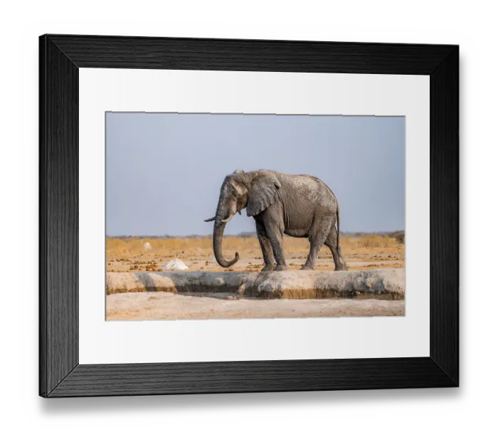 Framed Print : African elephant (Loxodonta africana)
