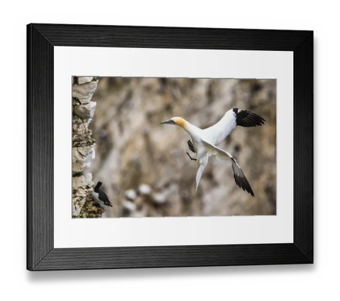 Framed Print : Gannet, Morus bassanus, bird in fly