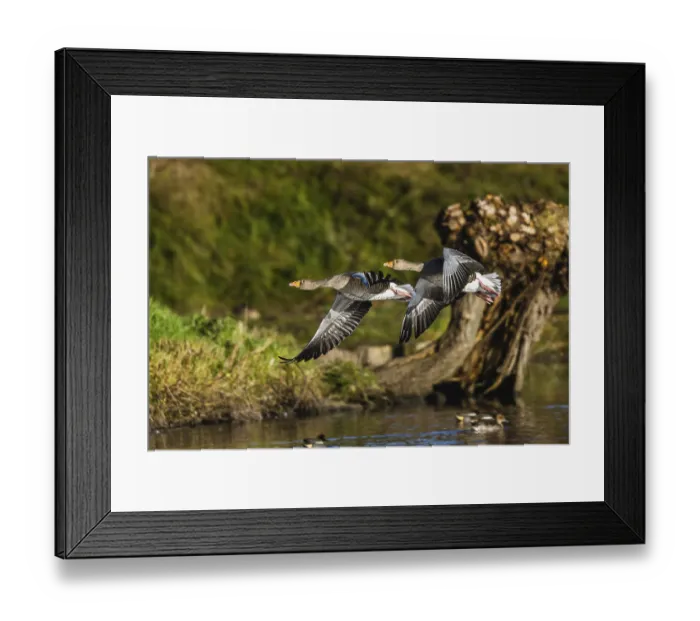 Framed Print : Greylag Goose, Anser anser, birds in flight over winter marshes