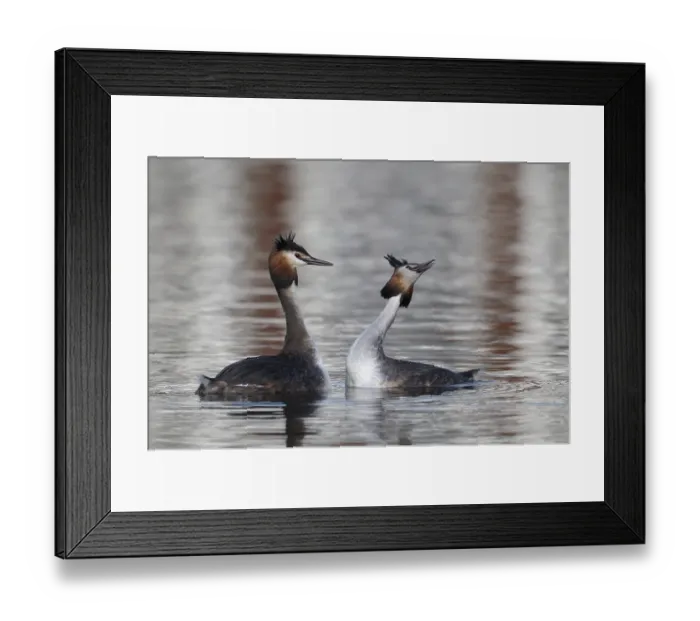 Framed Print : Great Crested Grebe (Podiceps cristatus)
