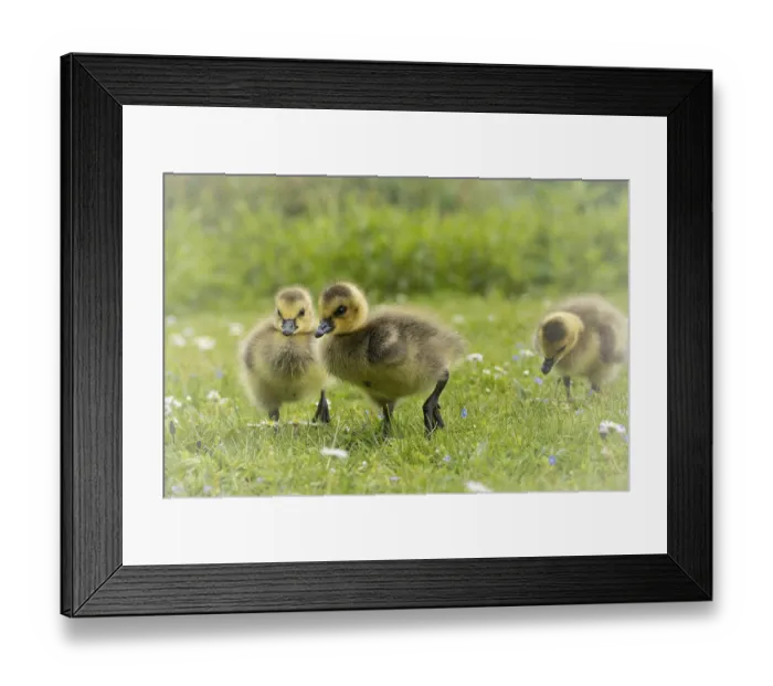 Framed Print : Canada goose chicks (Branta canadensis) three running through grass and daisies