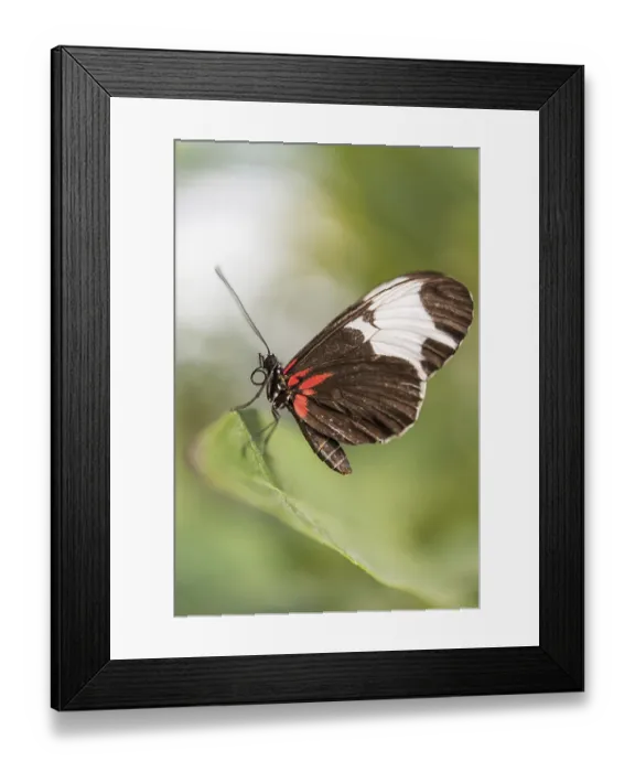 Framed Print : Doris Longwing (Laparus doris), captive, Munich Framed Print : Doris Longwing (Laparus doris), captive, Munich