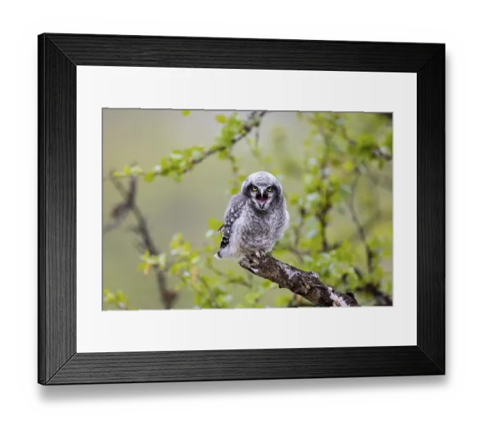 Framed Print : Northern hawk owl (Surnia ulula)