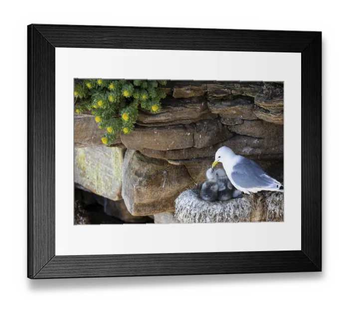 Framed Print : Kittiwake (Rissa tridactyla), chick on nest begging for food