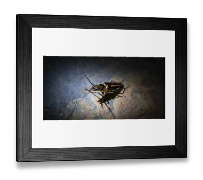 Framed Print : Beetle sitting on a stone, at night