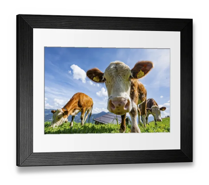 Framed Print : Three young curious calves (Bos primigenius taurus) Framed Print : Three young curious calves (Bos primigenius taurus)