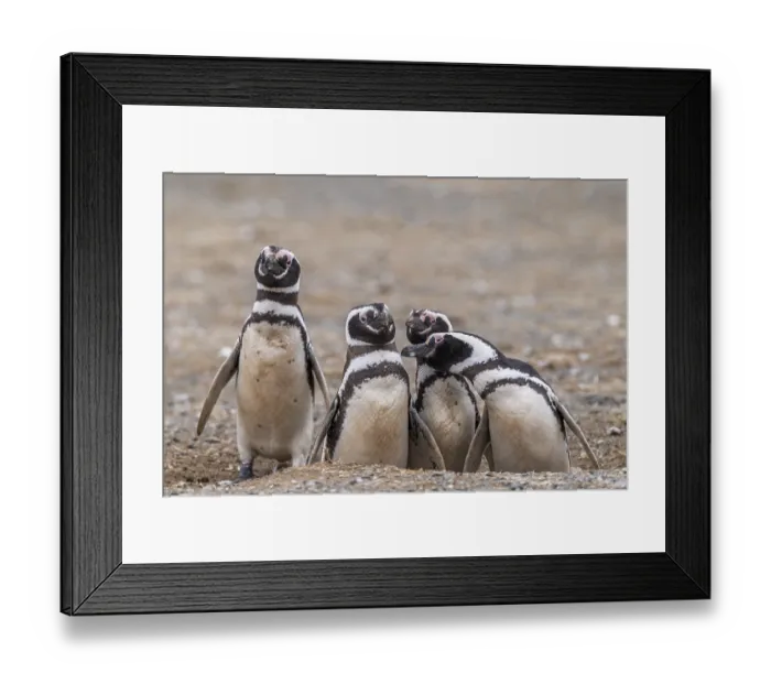 Framed Print : Magellanic penguins (Spheniscus magellanicus) in the Penguin National Park on Magdalena Island