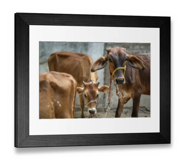 Framed Print : Cows, Tindivanam-Boodheri, Tamil Nadu, India, Asia Framed Print : Cows, Tindivanam-Boodheri, Tamil Nadu, India, Asia