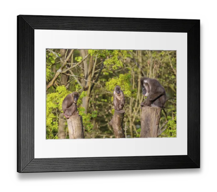 Framed Print : Three Drills (Mandrillus leucophaeus) Framed Print : Three Drills (Mandrillus leucophaeus)