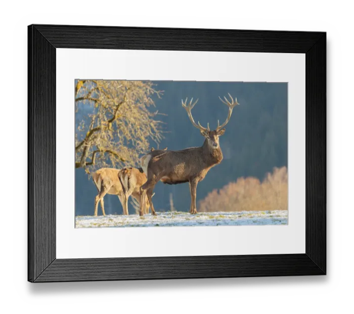Framed Print : A red deer stag (Cervus elaphus) and two hinds stand in the first light of day on a meadow covered in hoar frost