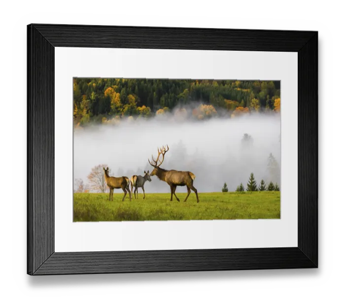 Framed Print : An Altai maral stag with two hinds Framed Print : An Altai maral stag with two hinds