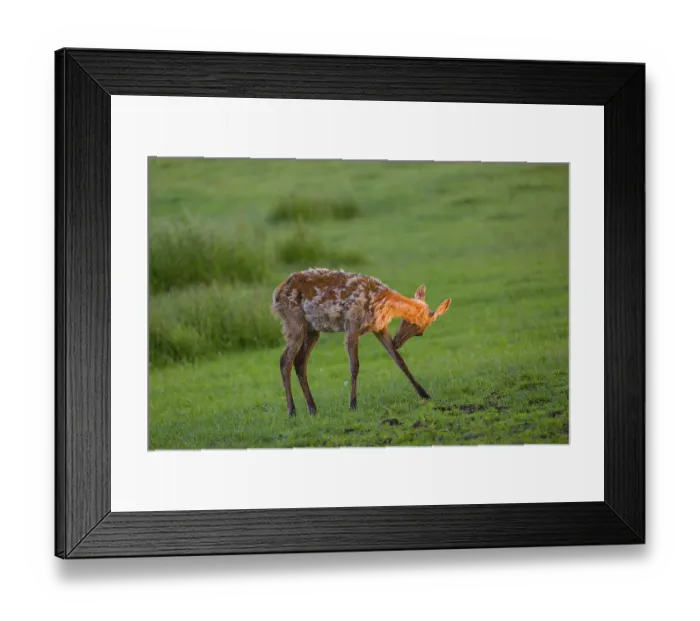 Framed Print : An Altai maral calf Altai wapiti or Altai elk (Cervus canadensis sibiricus)