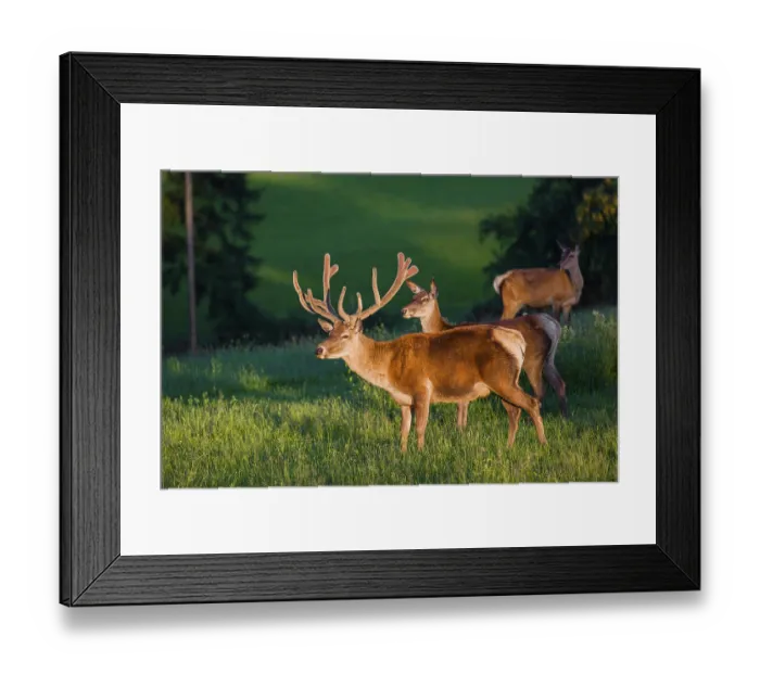 Framed Print : An Altai maral stag and two hind Altai wapiti or Altai elk (Cervus canadensis sibiricus) Framed Print : An Altai maral stag and two hind Altai wapiti or Altai elk (Cervus canadensis sibiricus)