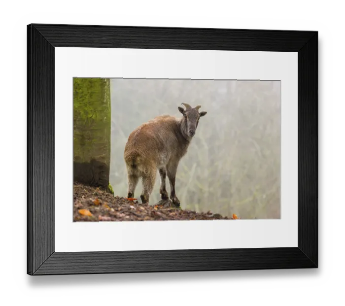 Framed Print : A female Himalayan Tahr (Hemitragus jemlahicus) stands in the forest on a foggy day