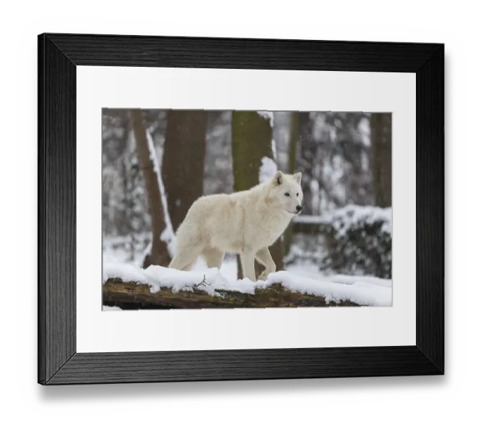 Framed Print : Melville Island wolf (Arctic wolf) standing in snow covered forest