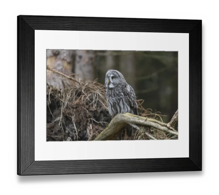 Framed Print : One great grey owl (Strix nebulosa) sitting on the root of a fallen spruce tree