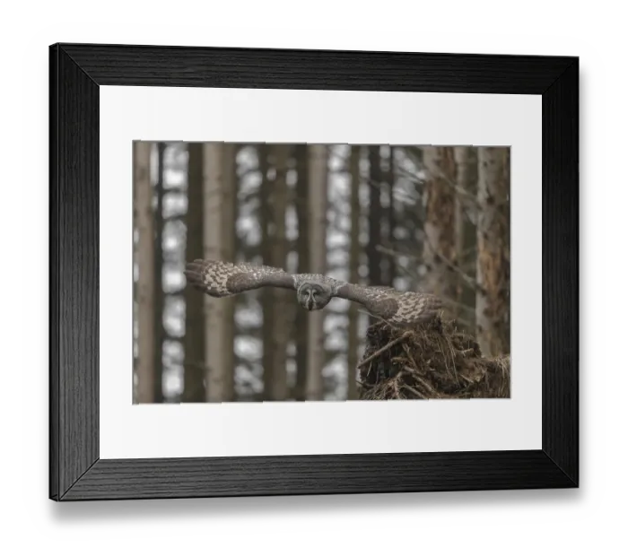Framed Print : One great grey owl (Strix nebulosa) flying through a spruce forest
