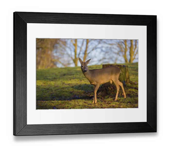 Framed Print : A male roe deer (Capreolus capreolus) stands at sunrise in a meadow