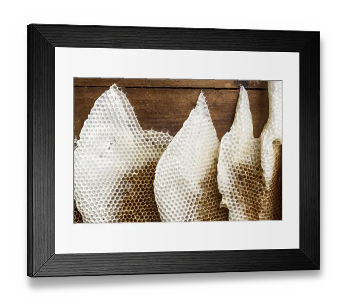 Framed Print : Honeycomb abandoned by colony, honeycomb