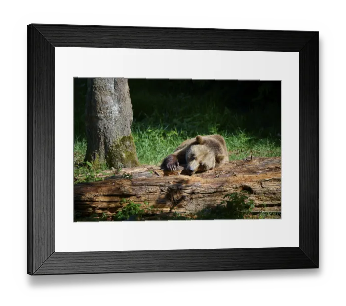 Framed Print : European brown bear (Ursus arctos arctos)