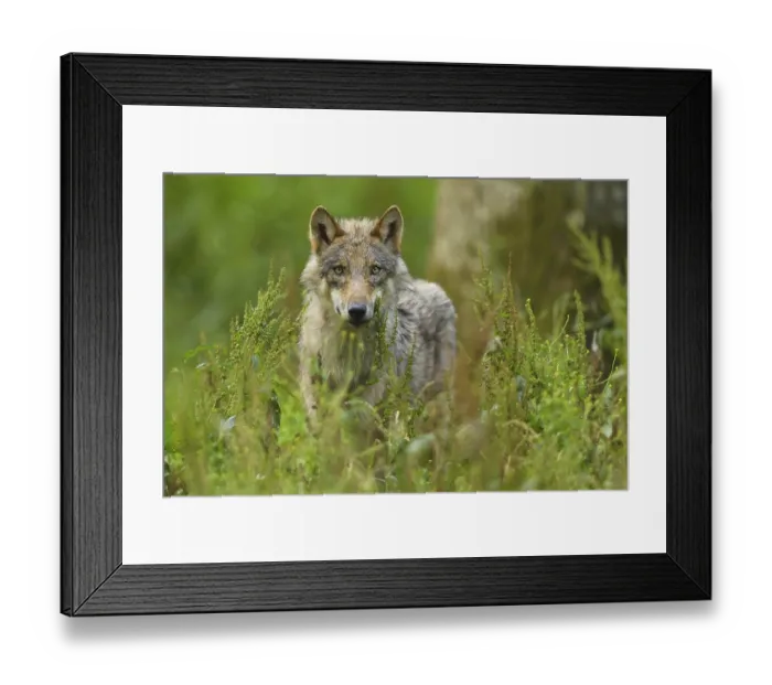 Framed Print : Wolf (Canis lupus), in forest, summer Framed Print : Wolf (Canis lupus), in forest, summer
