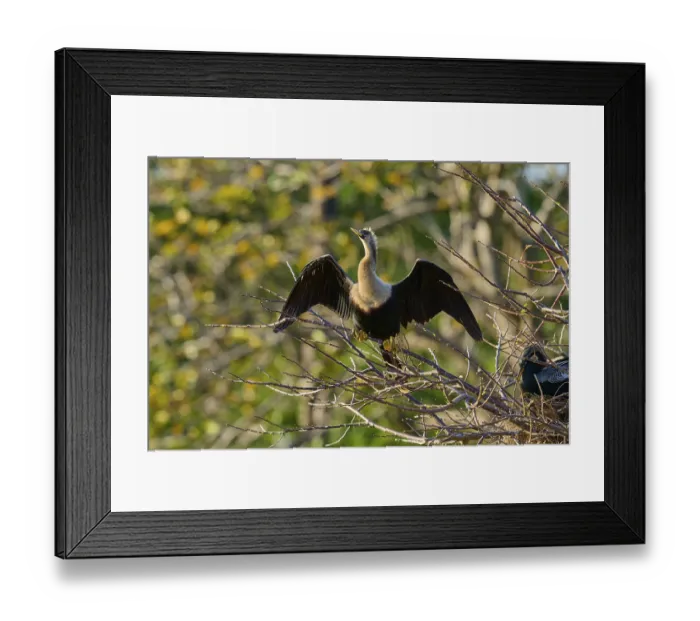 Framed Print : Snakebird (Anhinga anhinga), on branch Framed Print : Snakebird (Anhinga anhinga), on branch